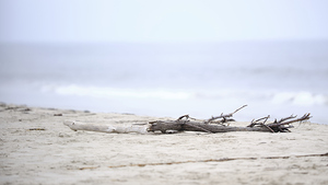 Beach Wood