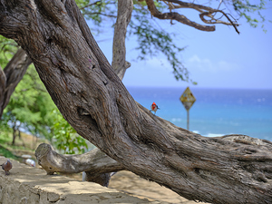 Hawaii Cardinal I