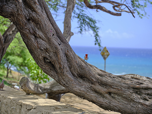 Hawaii Cardinal II