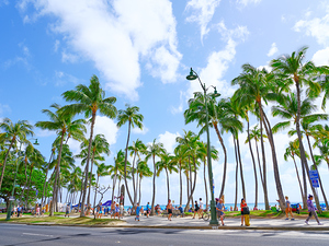Hawaii Palms