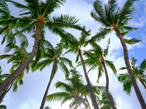 Hawaii Palms Sky