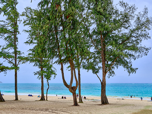 Hawaii Trees 2
