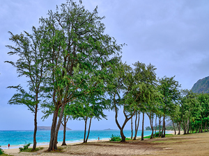 Hawaii Trees 3