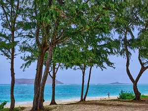 Hawaii Trees 4
