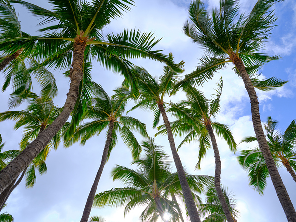 Hawaii Palms Sky Print