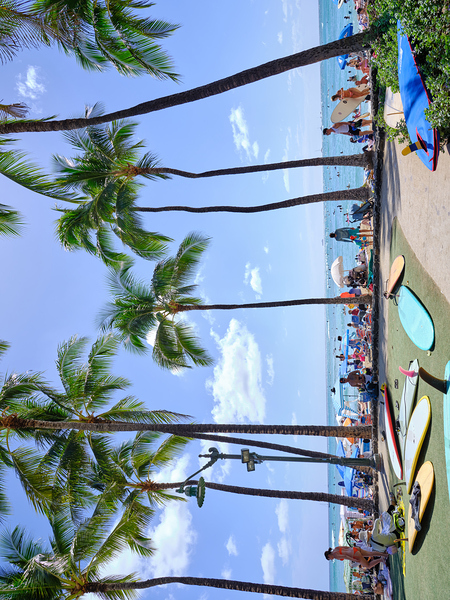 Hawaii Palms Surfboards by Kamara Studio   Ultra High Resolution Mural Prints