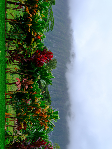 Hawaii Fog Print