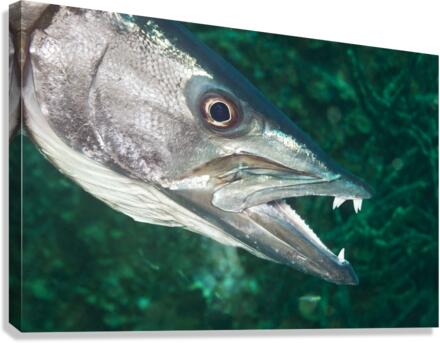 Barracuda Canvas Print