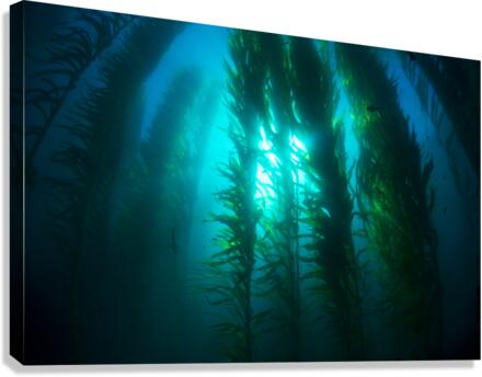 Kelp bed Canvas Print