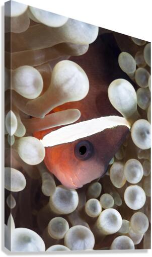 Clown Fish Canvas Print