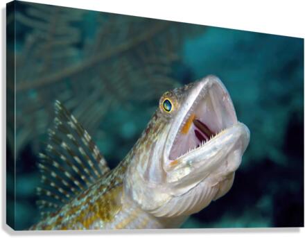 Hunting Lizard Fish Canvas Print