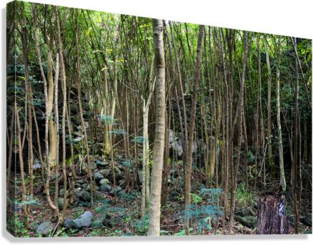 Thick rainforest Canvas Print