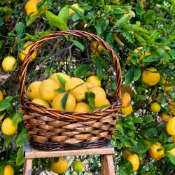 Basket of lemons freshly picked from a tree
