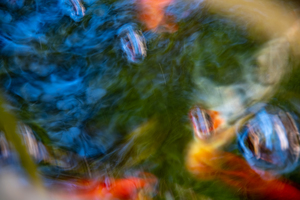A Blur of Koi in a Savannah Fountain