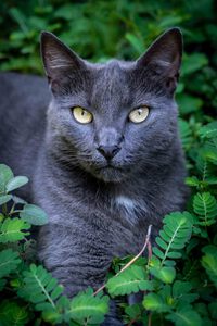 A Southern Cat
