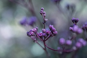 Pineland Purple