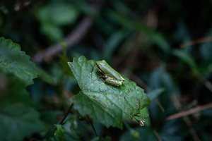 Portrait of a Treefrog