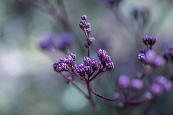 Pineland Purple by Heidi Reed