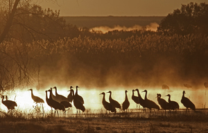 Sandhill crane migration