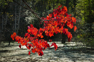   Fall Color in Lutsen