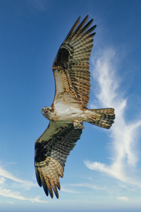 Big wing osprey