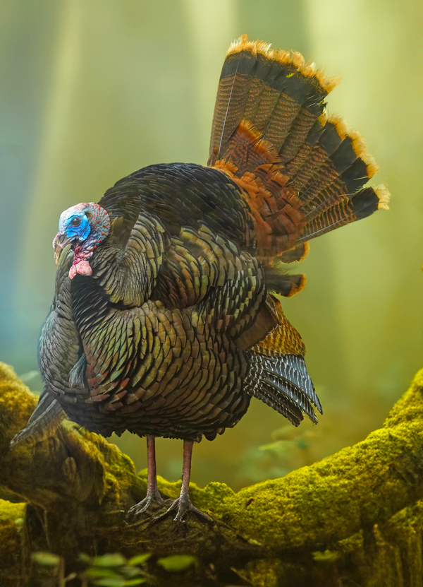 Turkey Gobbler Print