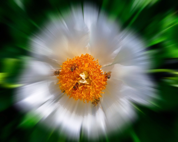 Flower pollinators Print