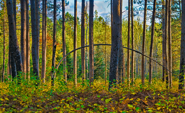 Bent tree in the forest  Print