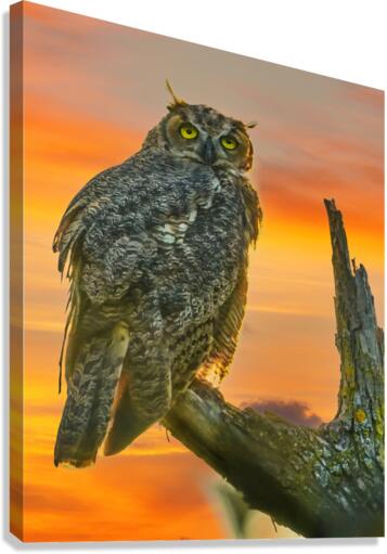 Owl standing watch Canvas Print