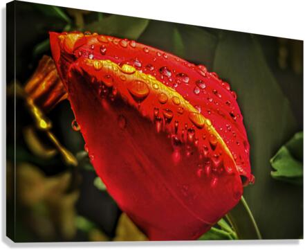1382 Kuchenhof Canvas Print