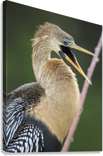 Juvenile Anhinga Canvas Print
