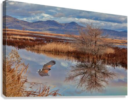  Klamath Refuge Hawk Canvas Print