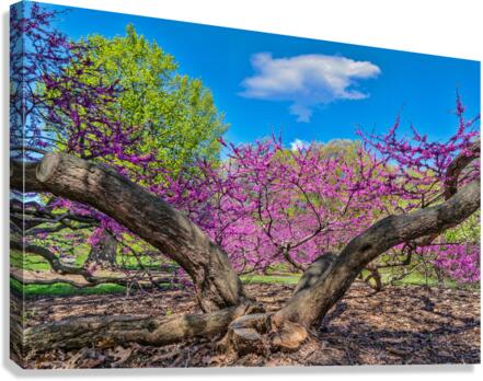 Eastern Redbud Impression sur toile