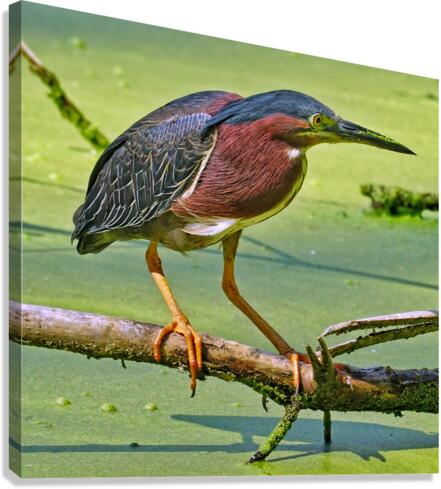 Green Heron  Canvas Print