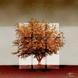 Window2 on Sienna Tree 1x1