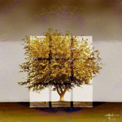 Window2 on an Amber Tree 1x1