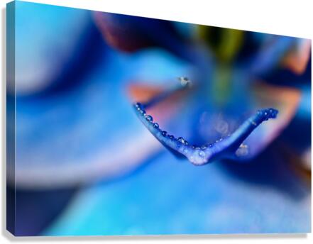 BLOOM Canvas Print