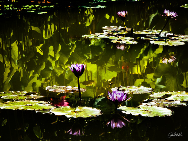 Water Flower 2 by John Mehalik