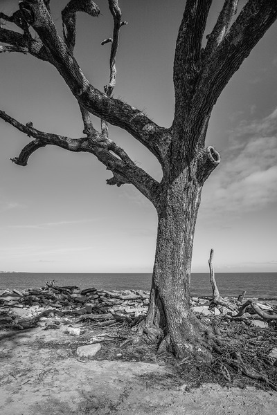 Tree on Jekyll Island by John Mehalik