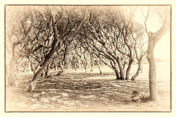 Trees of Ft Fisher  by John Mehalik
