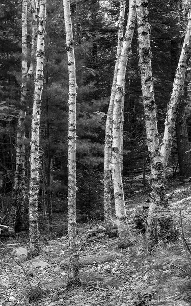 Trees  2 by John Mehalik