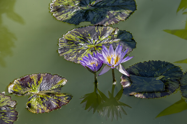 Water Flower by John Mehalik