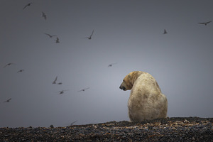 SOLITUDE OF THE ARCTIC KING