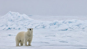 EMPRESS OF THE ARCTIC 5