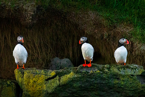 DOES ANYBODY SEE A FISH