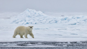 EMPRESS OF THE ARCTIC 4