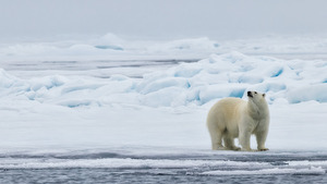 EMPRESS OF THE ARCTIC 2