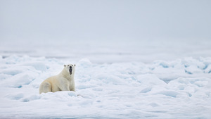 EMPRESS OF THE ARCTIC 7