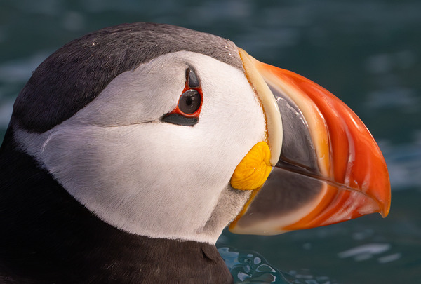 THE CONTEMPLATIVE PUFFIN Digital Download