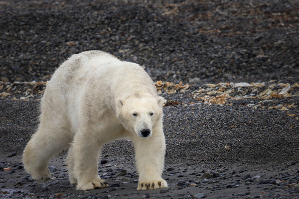 ARCTIC MAJESTY Digital Download